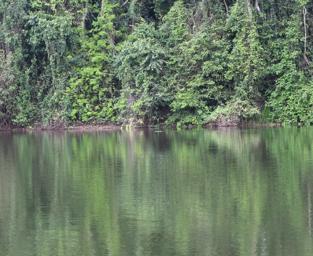 La reorganización del sector ambiental: entre la modernización y la flexibilización ambiental